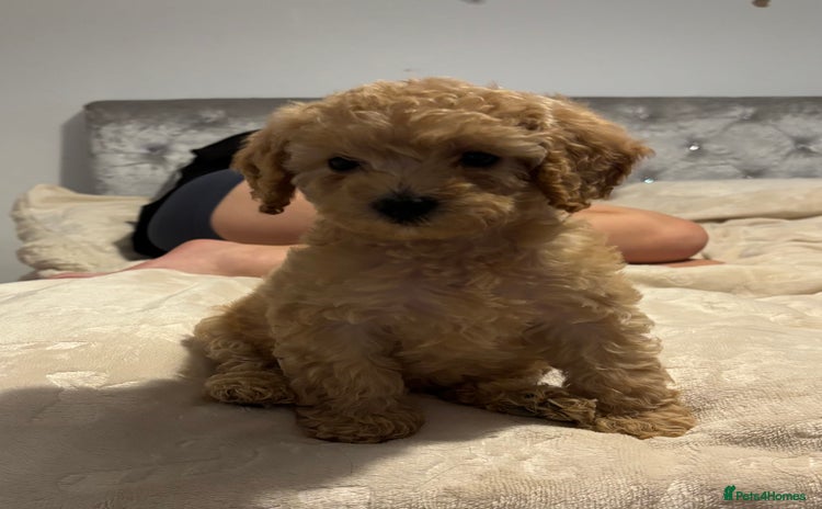 Cockapoo dogs - Advert 2