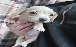 Mixed Breed dogs for sale: Chiweenie puppies  - Image 1