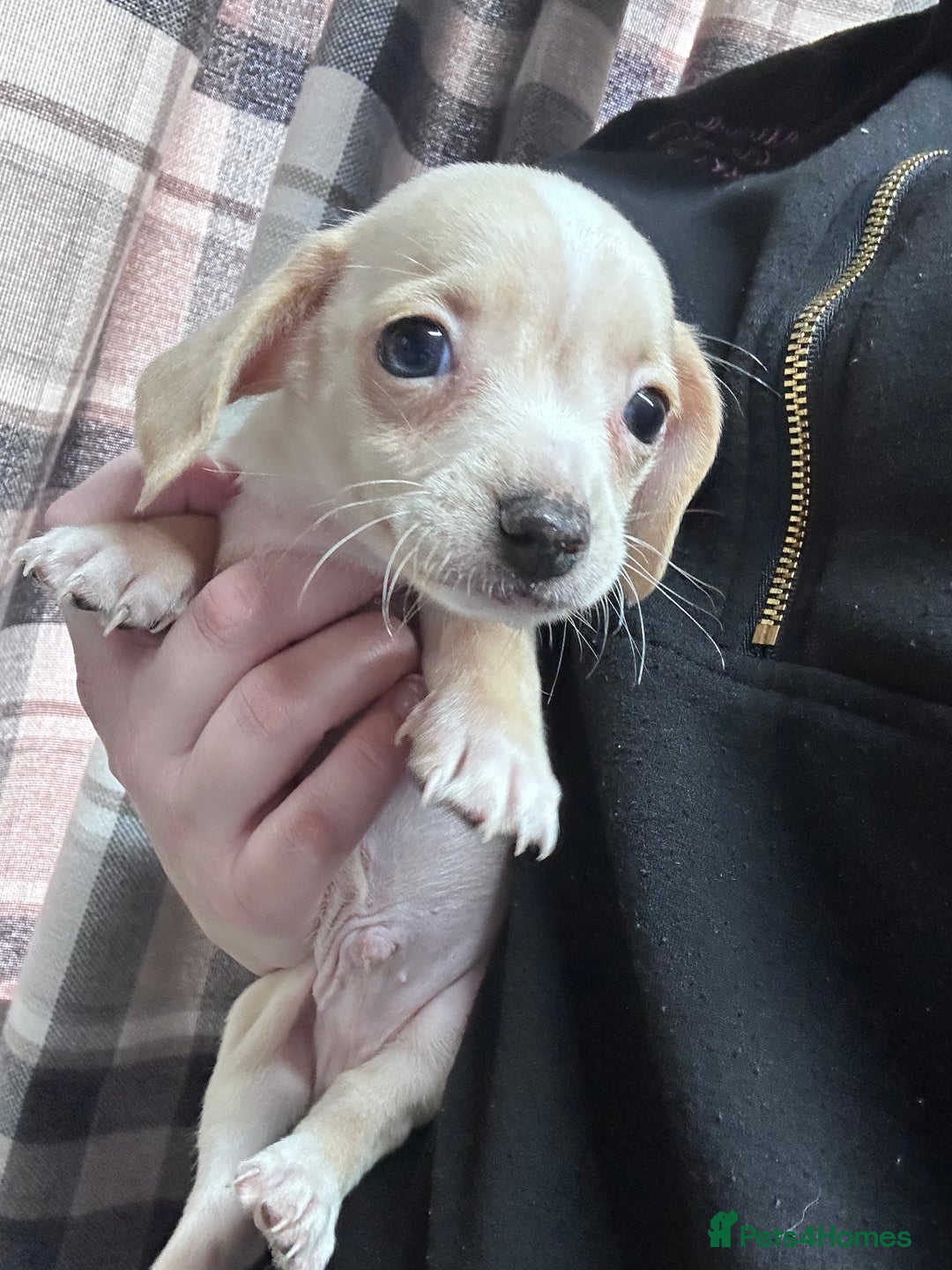 Mixed Breed dogs for sale: Chiweenie puppies  - Image 1