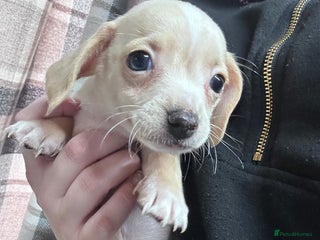 Mixed Breed dogs - Advert 36