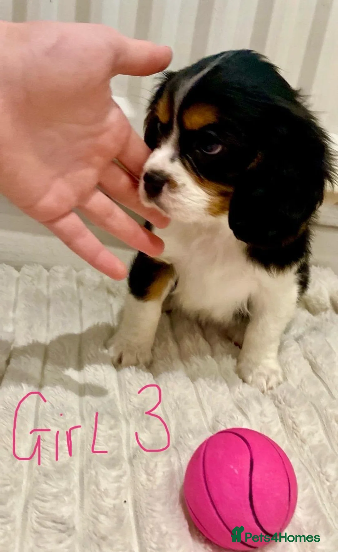 Cavalier King Charles Spaniel dogs for sale: Pure king charles cavalier puppys - Advert 7