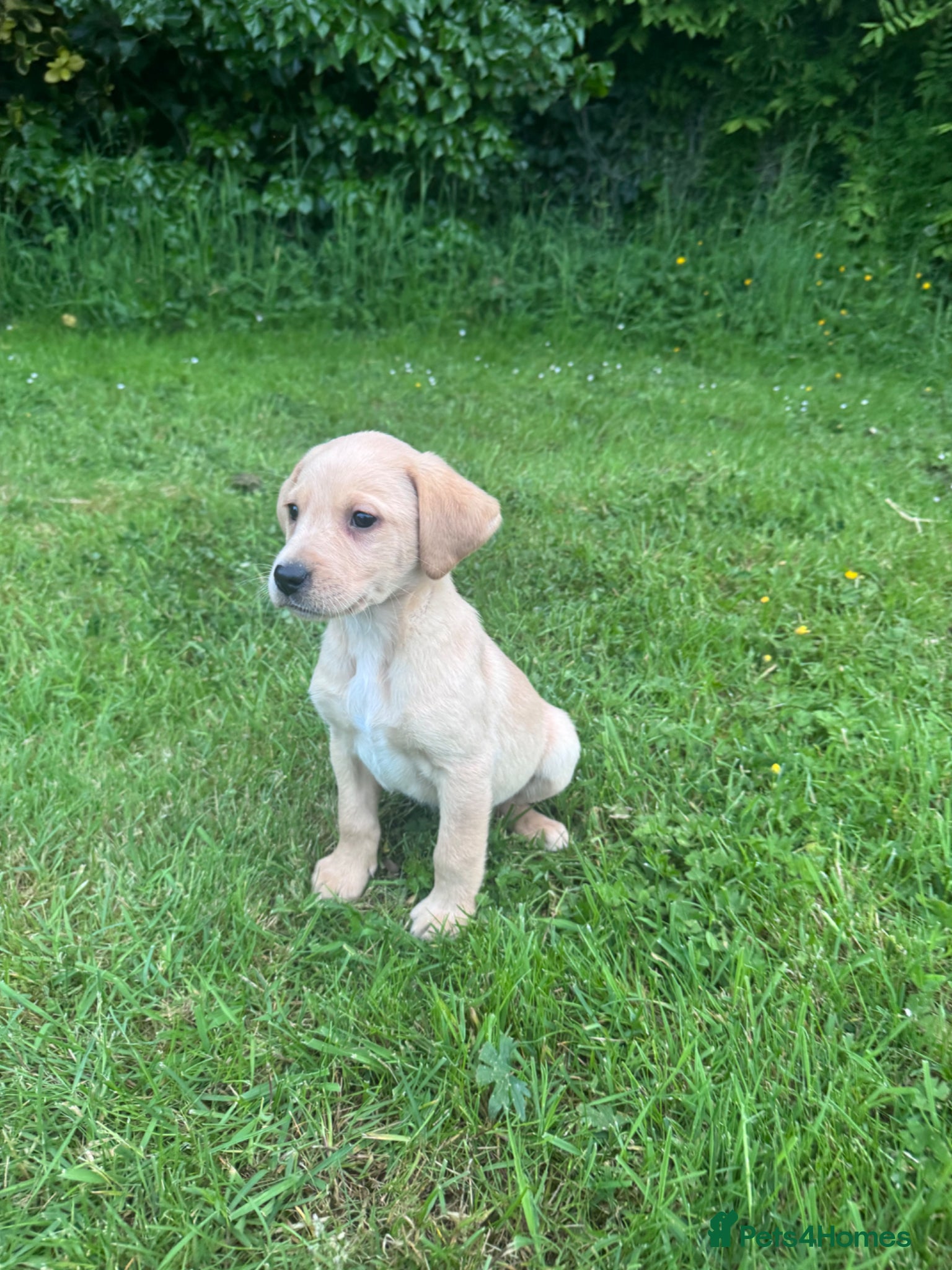 Labrador Retriever dogs Golden Labrador Puppies - Advert 1