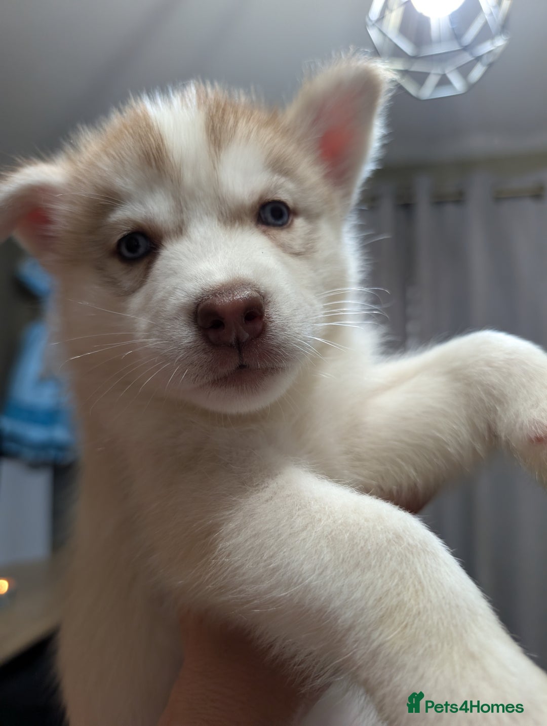 Siberian Husky dogs for sale: Stunning Siberian husky puppies - Image 13