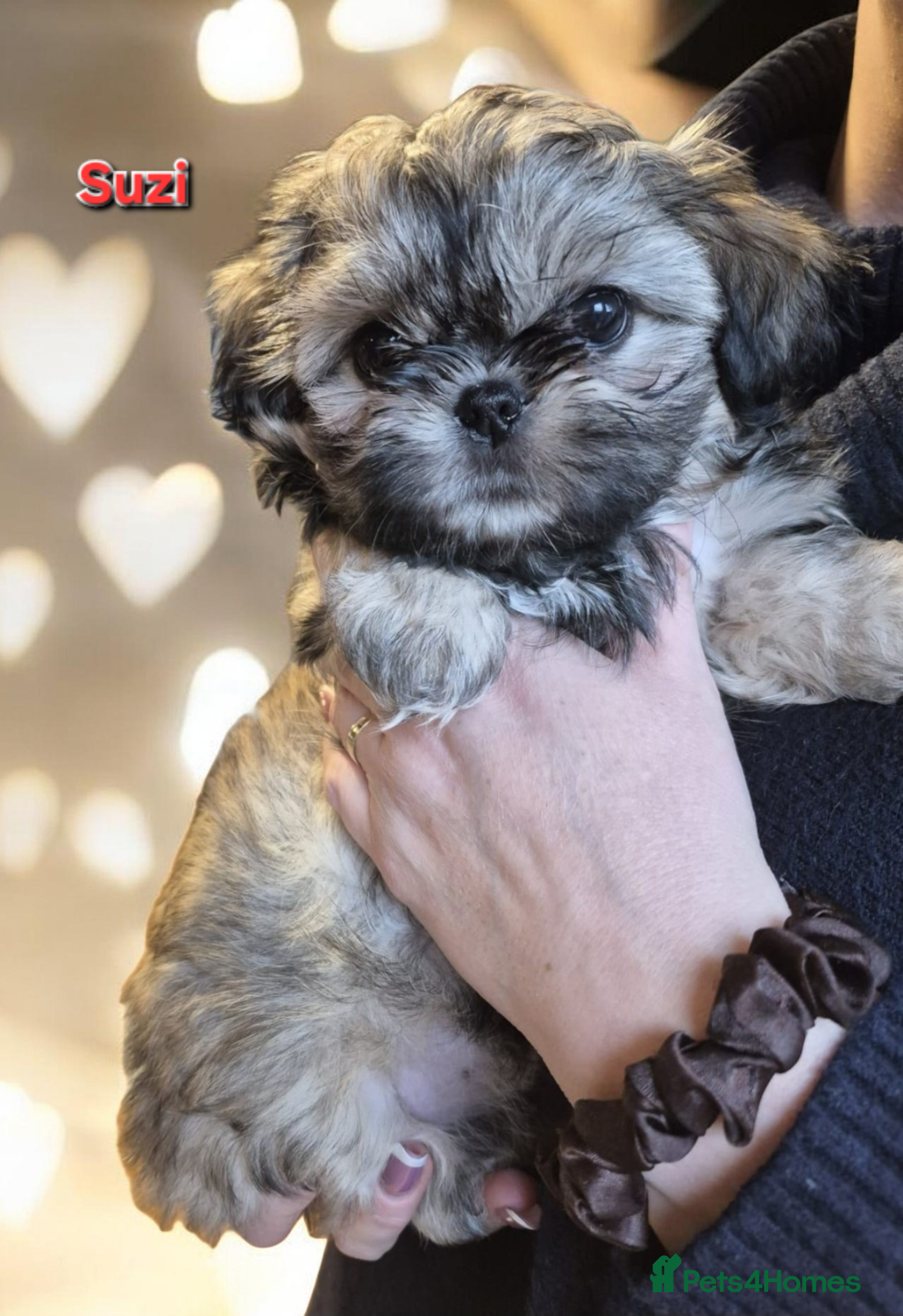 Shih Tzu dogs Beautiful Imperial Shih Tzus  - Advert 6