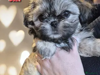 Shih Tzu dogs Beautiful Imperial Shih Tzus - Advert 6