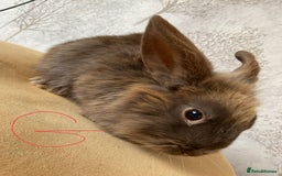 Mixed Breed rabbits for sale: 6 fluffy bunnies in Goole - Image 4
