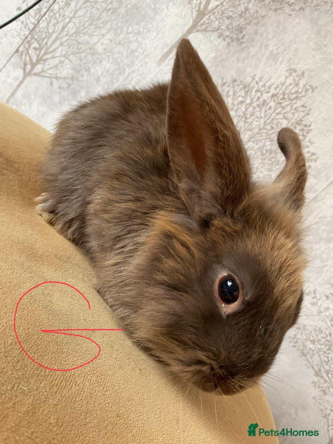 Mixed Breed rabbits for sale: 6 fluffy bunnies in Goole - Image 4