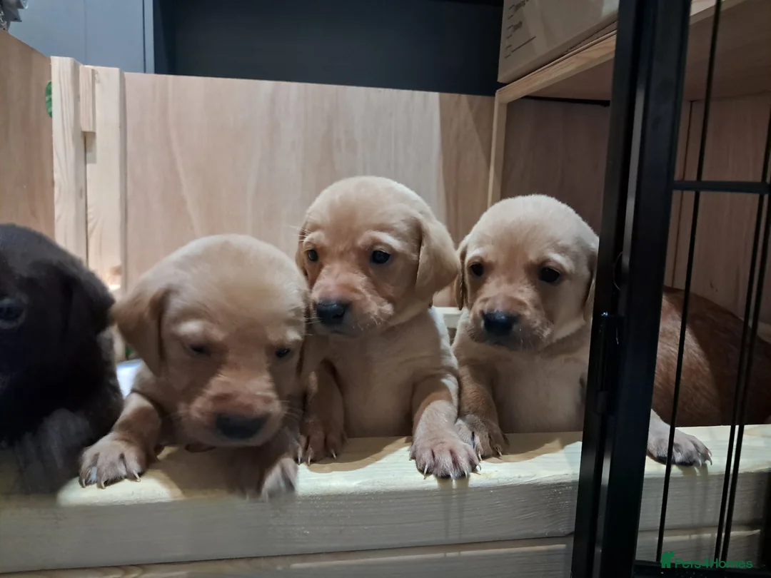 Labrador Retriever dogs for sale: Labrador Puppies - Advert 19