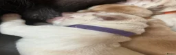 Labrador Retriever dogs for sale: 🐾 GORGEOUS LABRADOR PUPPIES – BORN 25TH SEPTEMBER - Advert 19