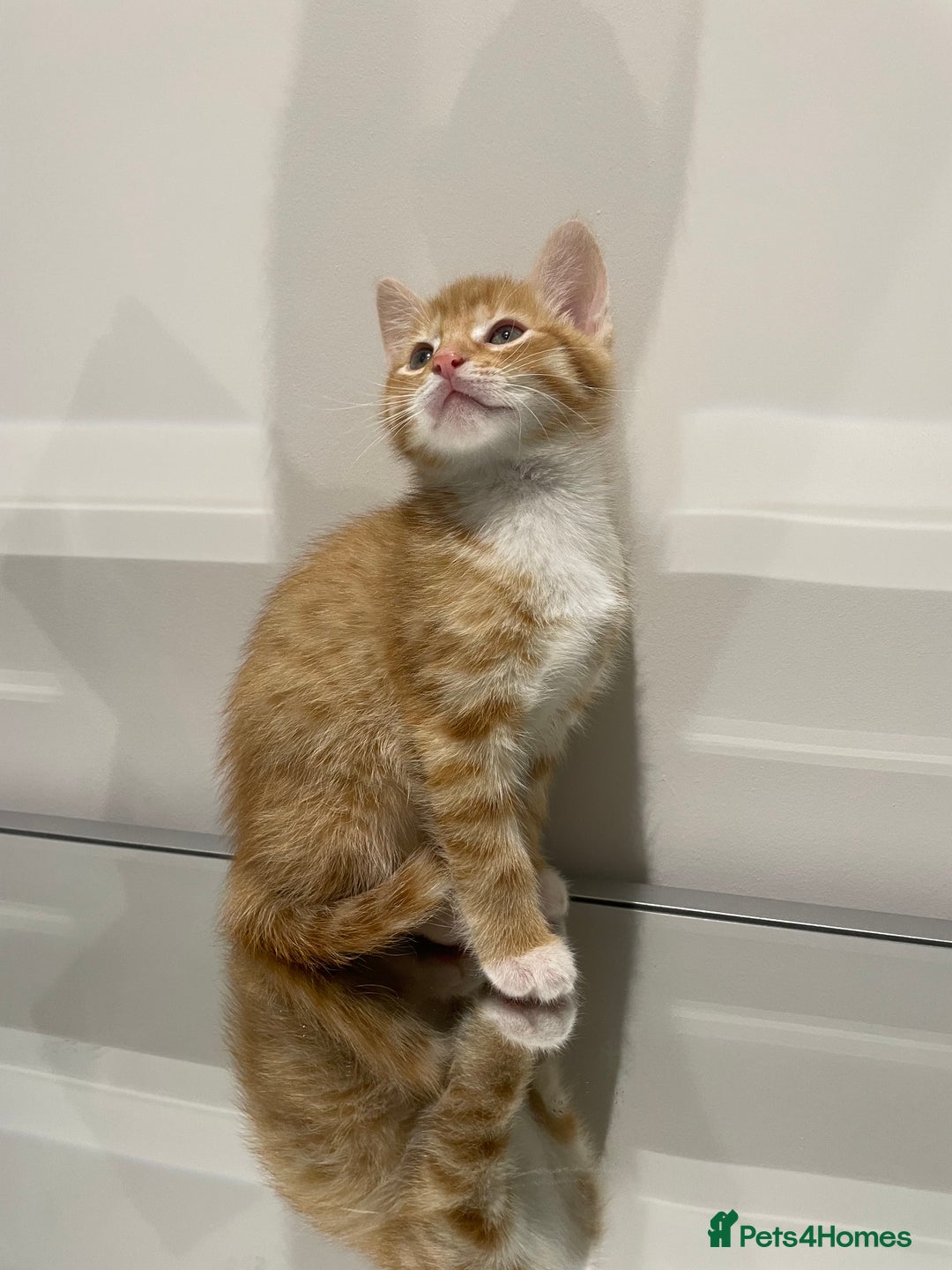 Mixed Breed cats for sale: Beautiful kittens ready to go now  - Advert 21