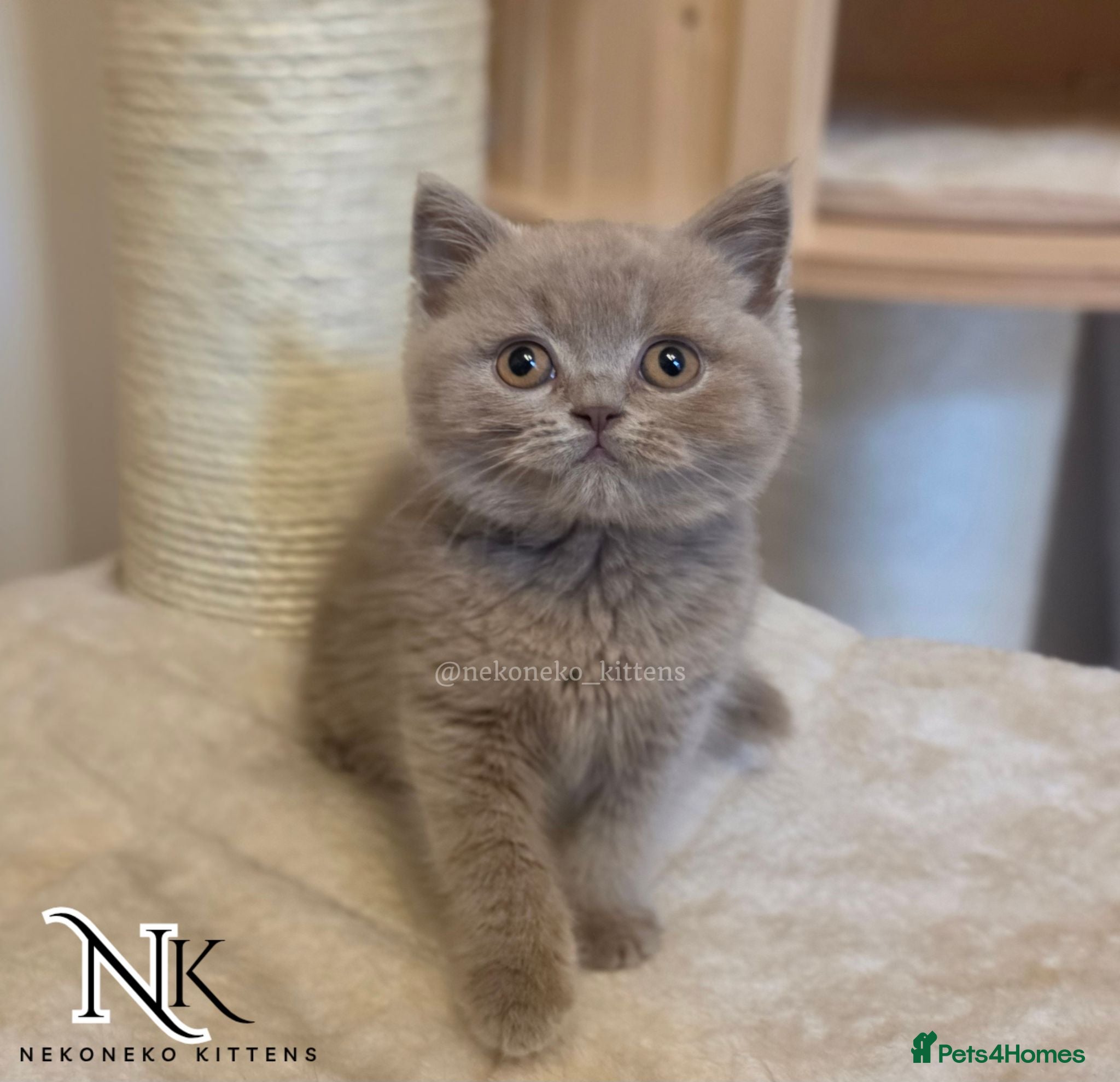 British Shorthair cats ‼️READY TO LEAVE ‼️ - Advert 1