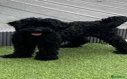 Cavapoo dogs for sale: 15m Cavapoo  - Image 2