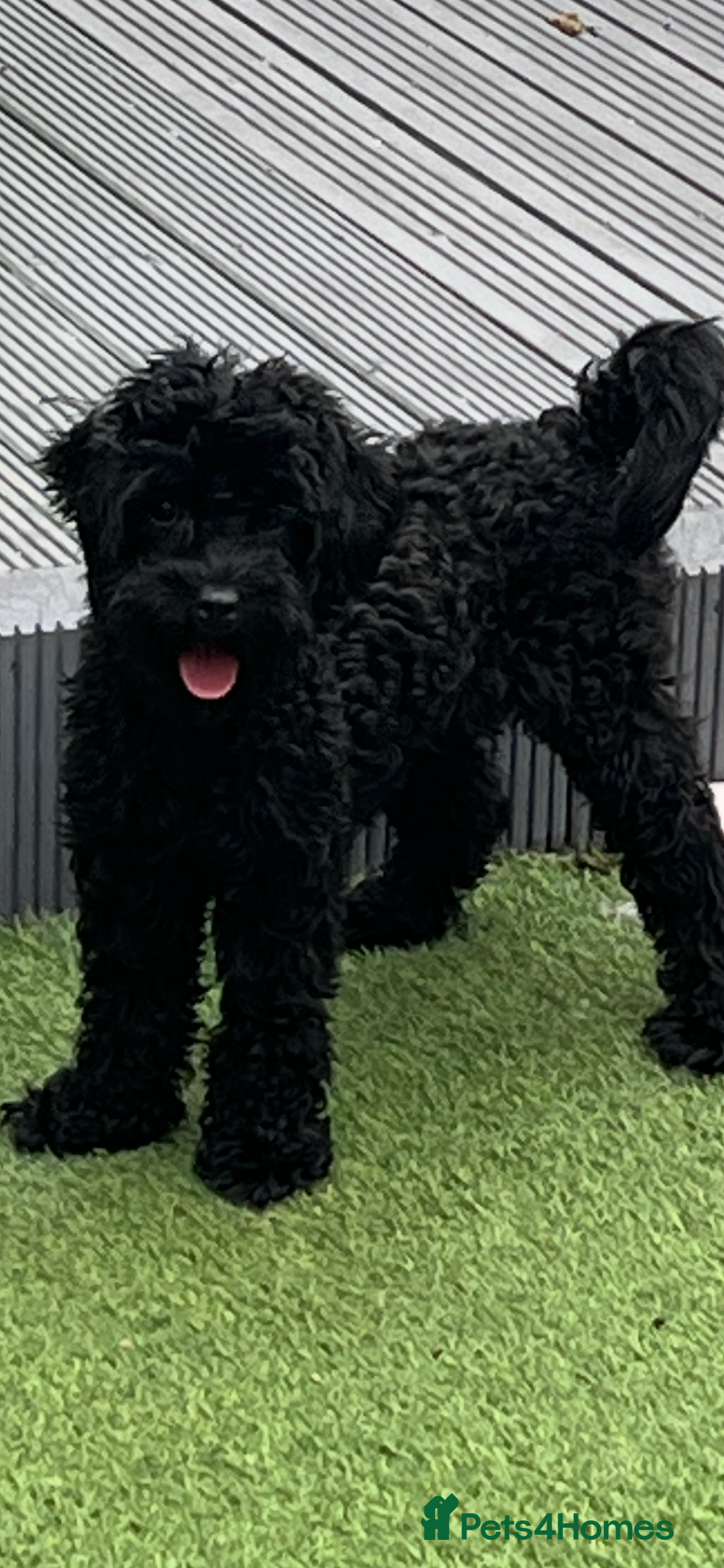 Cavapoo dogs for sale: 15m Cavapoo  - Image 2
