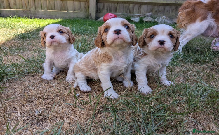 Cavalier King Charles Spaniel dogs - Advert 1