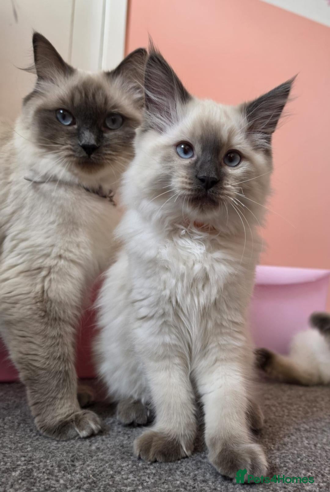 Ragdoll cats Beautiful ragdolls  - Advert 6