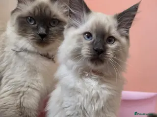 Ragdoll cats Beautiful ragdolls - Advert 6