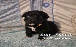 Border Collie dogs for sale: LAST BEAUTIFUL BORDER COLLIE - Image 9