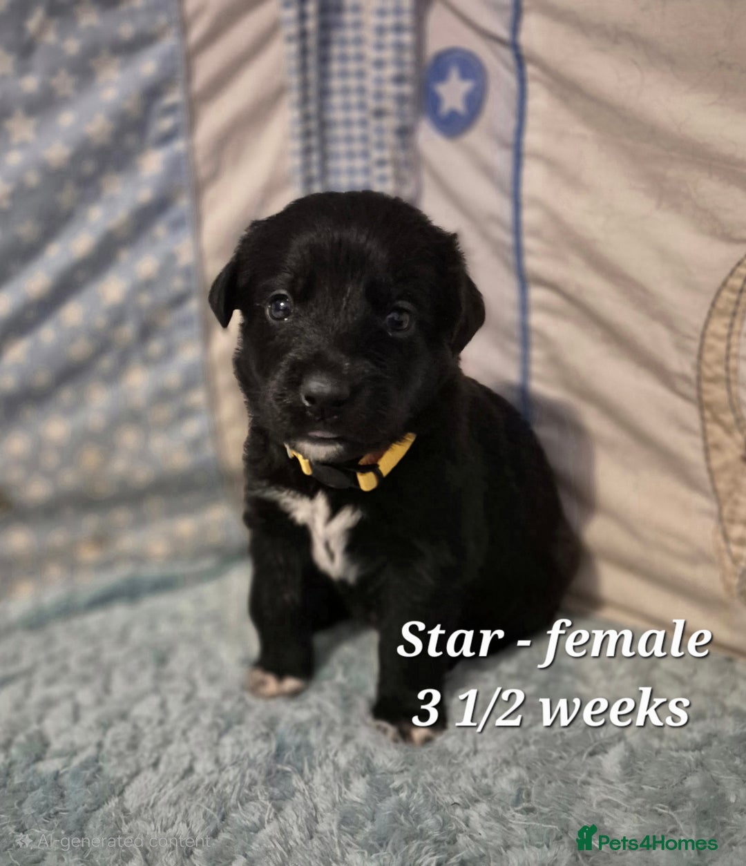 Border Collie dogs for sale: LAST BEAUTIFUL BORDER COLLIE - Image 9