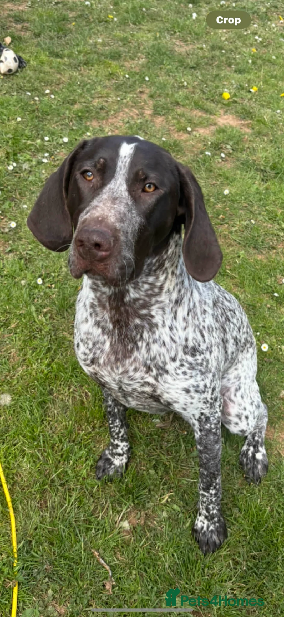 German Shorthaired Pointer dogs for sale: German shorthaired pointer - Advert 2