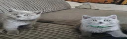 British Shorthair cats for sale: GCCF Registered Britsh Shorthairs £990 for both - Advert 17
