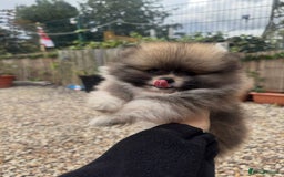 Pomeranian dogs for sale: 1 BOY 1 GIRL POMERANIAN PUPPIES AVAILABLE  - Image 10