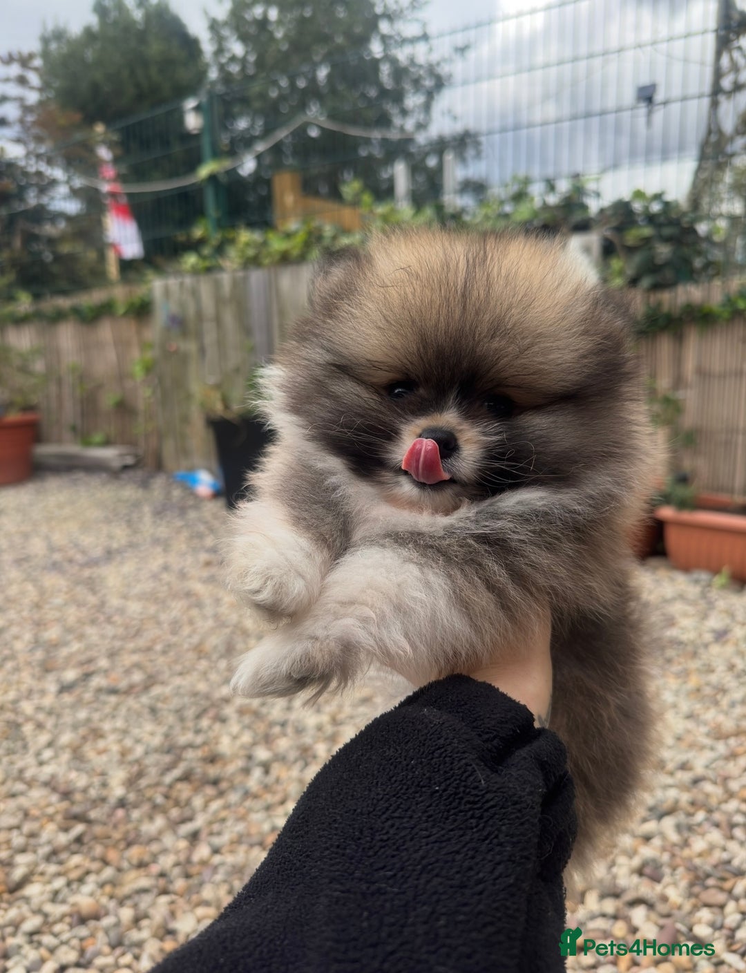 Pomeranian dogs for sale: 1 BOY 1 GIRL POMERANIAN PUPPIES AVAILABLE  - Image 10