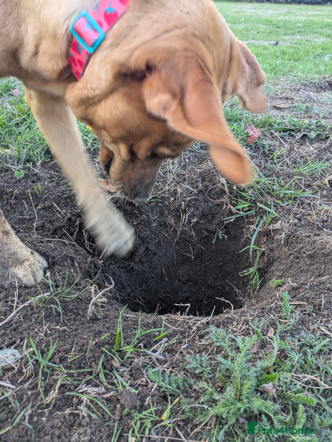 Labrador Retriever dogs for sale: Missy ✨ - Image 4