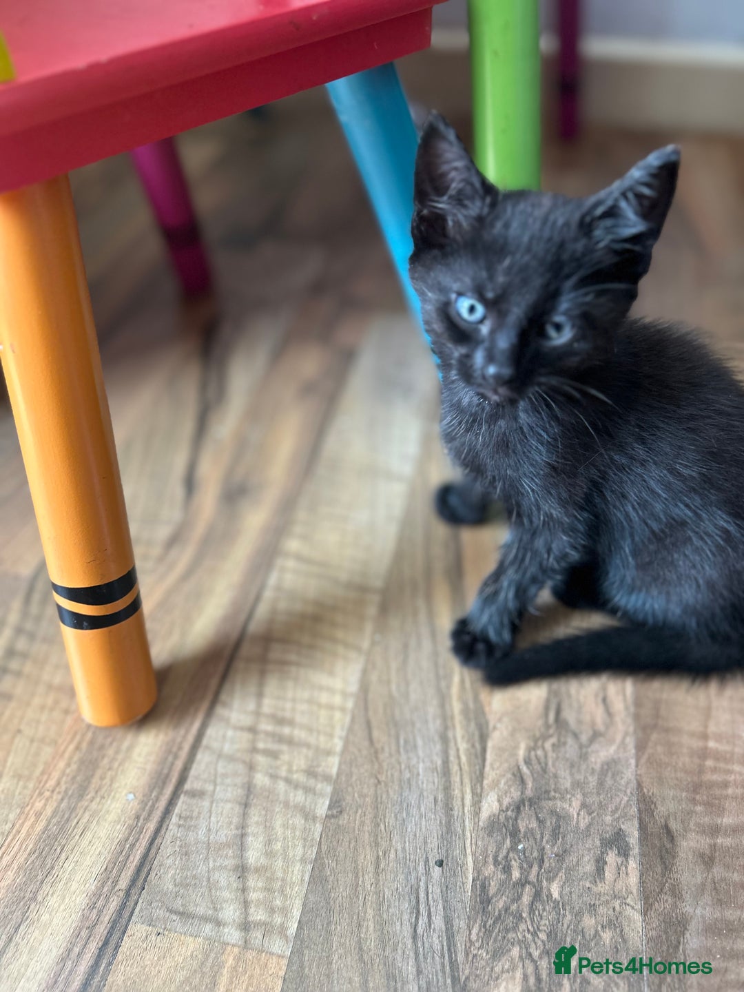 Mixed Breed cats for sale: 5 black male kittens ready now  - Image 3