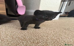Mixed Breed cats for sale: 5 beautiful, playful kittens for sale  - Image 11