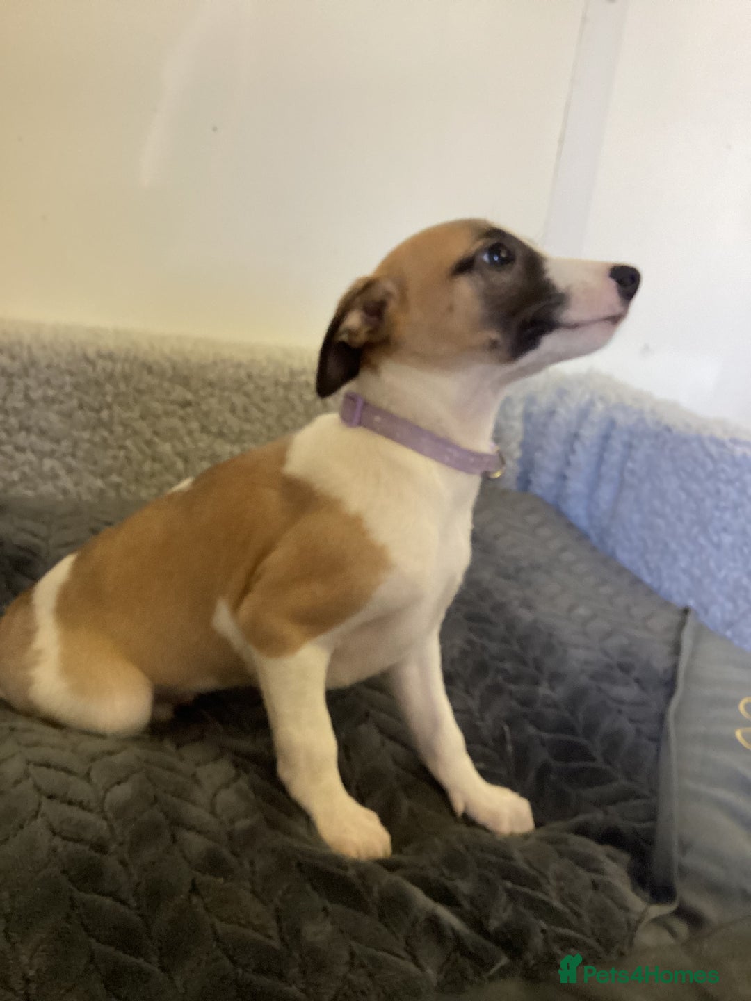 Whippet dogs for sale: Whippet puppies  - Image 6
