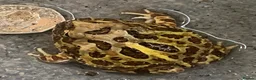 Frog reptiles for sale: Pac-Man Frogs cb26  - Advert 5