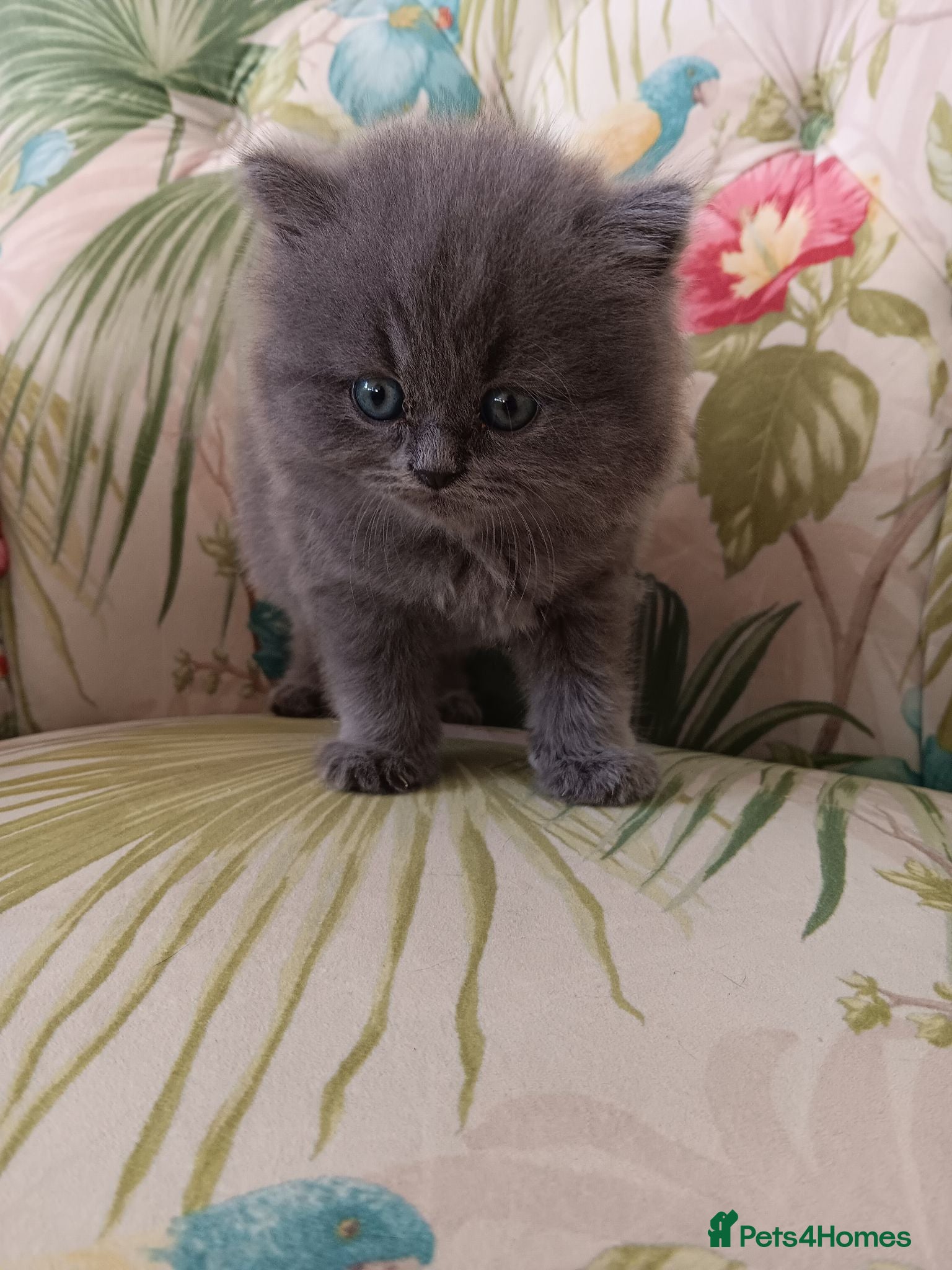 British Shorthair cats Outstanding British Blue kittens  - Advert 4