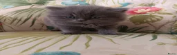 British Shorthair cats for sale: Outstanding British Blue kittens  - Advert 2