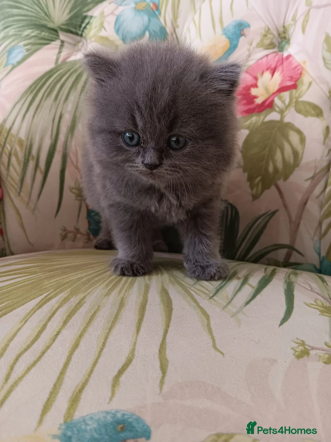 British Shorthair cats for sale: Outstanding British Blue kittens  - Advert 2