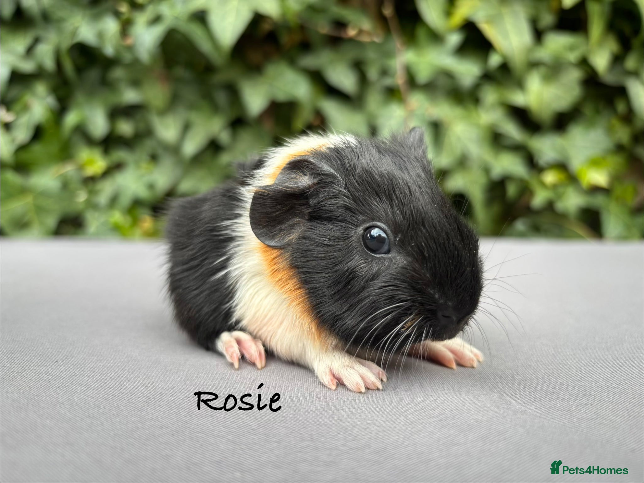 Guinea Pig rodents Beautiful baby guinea pigs  - Advert 18