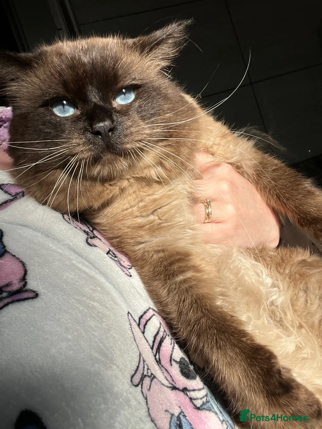 Ragdoll cats for sale: Stunning ragdoll male  - Advert 1