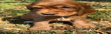 Cocker Spaniel 9