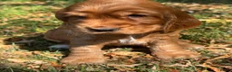 Cocker Spaniel dogs for sale: ❤️ BEAUTIFUL TRUE SHOWTYPE COCKER SPANIEL ❤️  - Advert 5