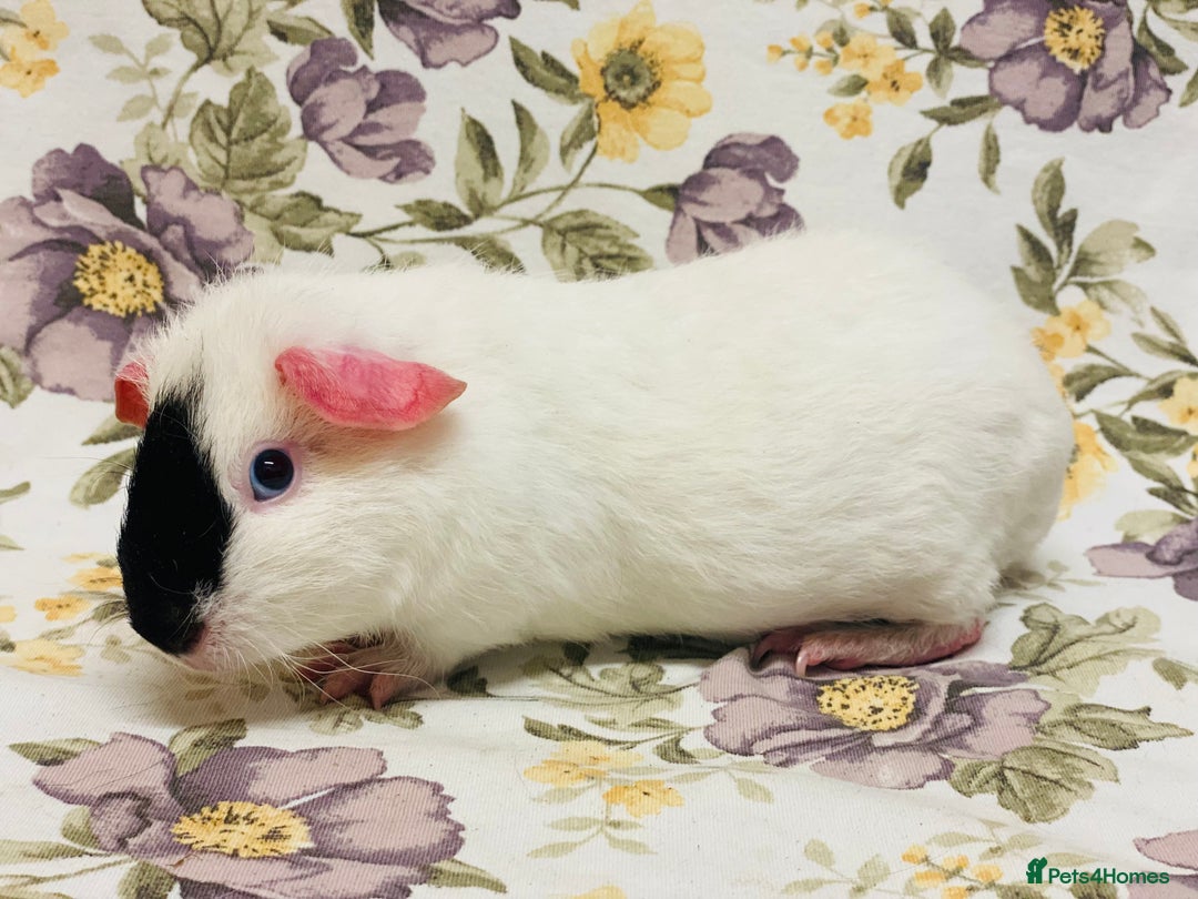 Guinea Pig rodents for sale: Beautiful mix of baby male Guineapigs  - Advert 14