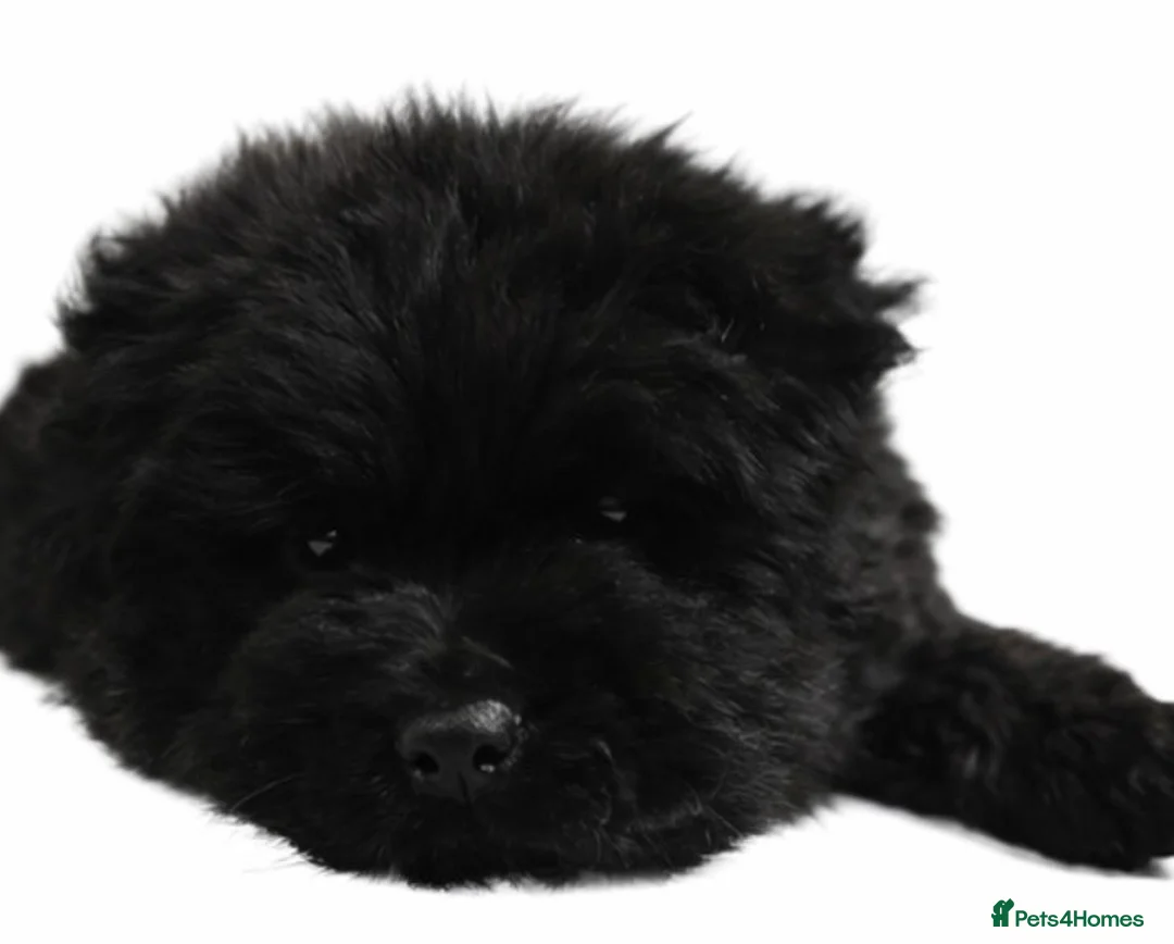 Chow Chow dogs for sale: Chow chow puppies in Edinburgh - Advert 6