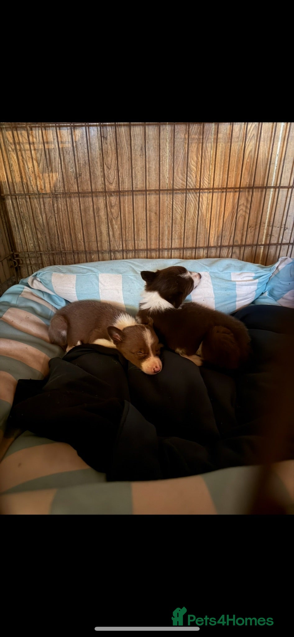 Border Collie dogs Border collie pups  - Advert 9