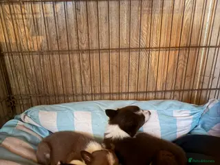 Border Collie dogs Border collie pups - Advert 2