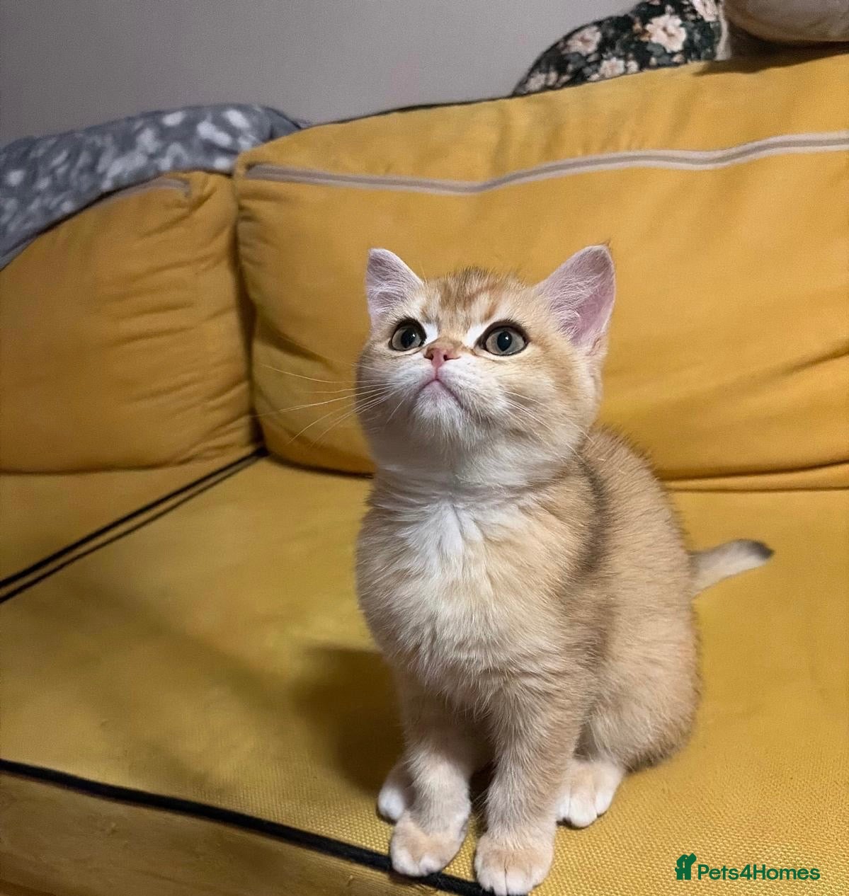 British Shorthair cats ⭐ Gorgeous Golden BSH Kitten – GCCF Registered - Advert 2