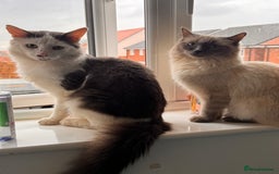 Domestic Shorthair cats for sale: 🐾 8-Week-Old Kittens Ready for Loving Homes 🐾 - Image 11