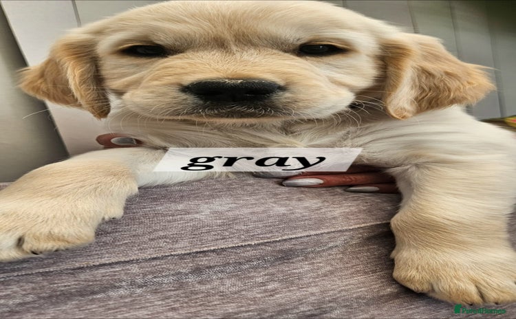 Golden Retriever dogs - Advert 1