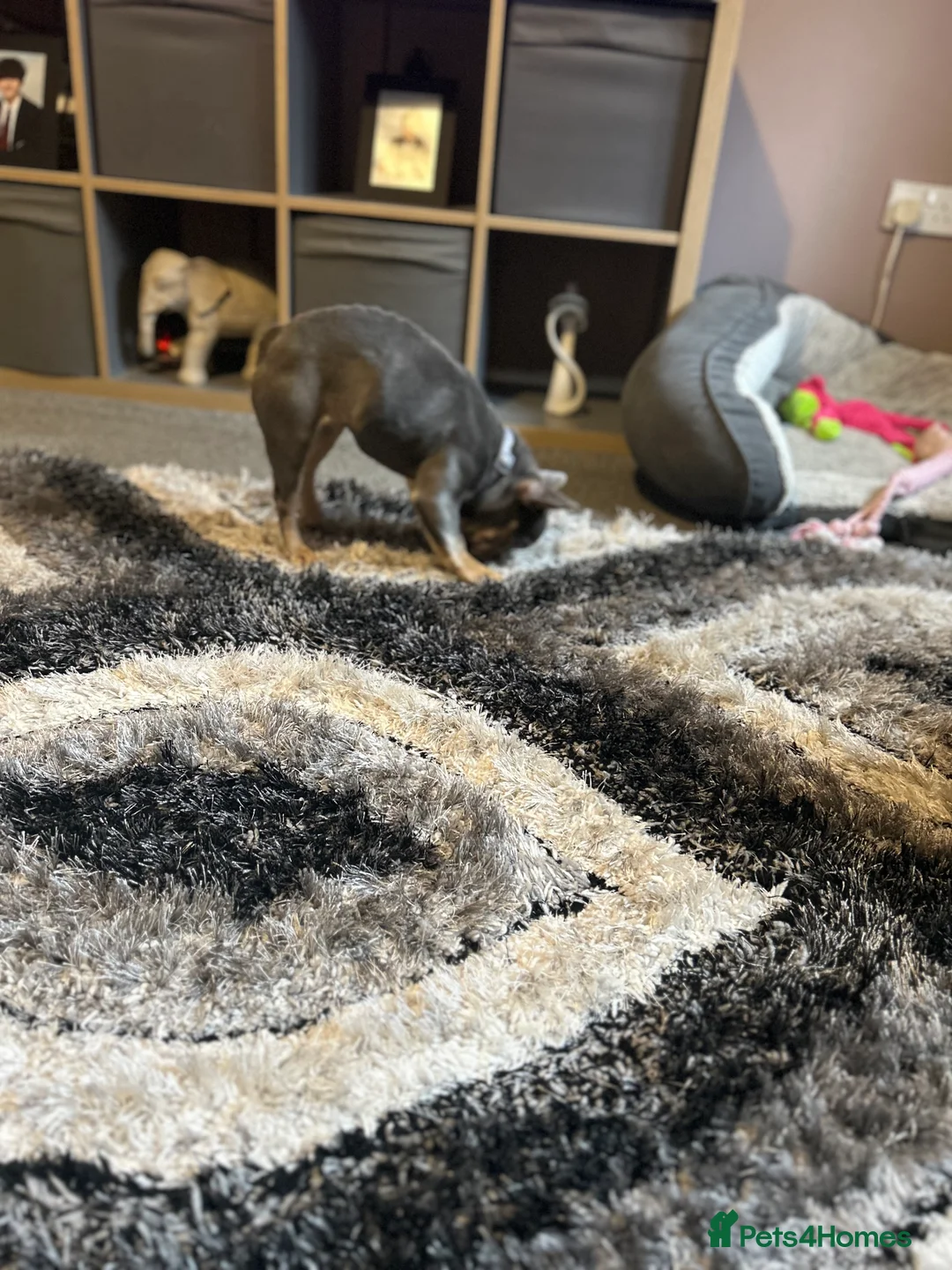 French Bulldog dogs for sale: Stunning 6 month girl Frenchie - Advert 9