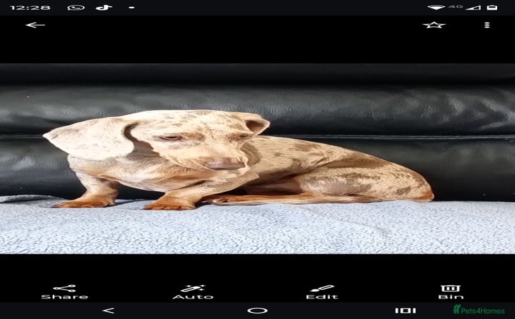 Dachshund dogs - Advert 10