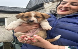 Border Collie dogs for sale: Welsh Red/Tri Coloured Collie Pups For Sale - Image 16