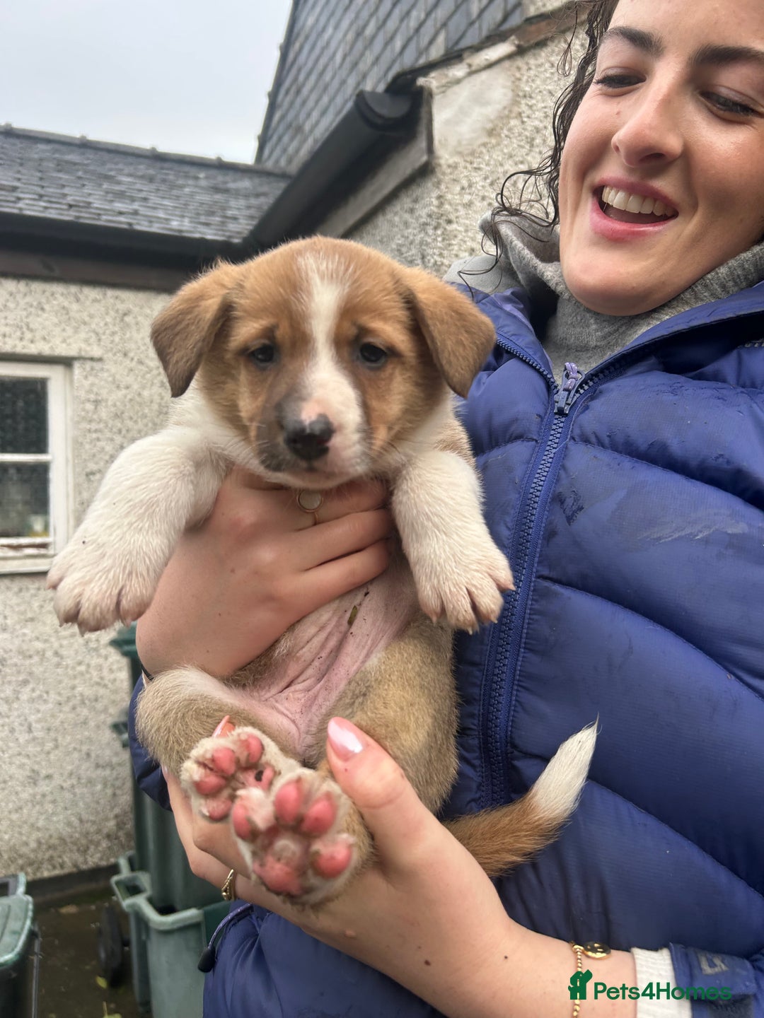 Border Collie dogs for sale: Welsh Red/Tri Coloured Collie Pups For Sale - Image 16