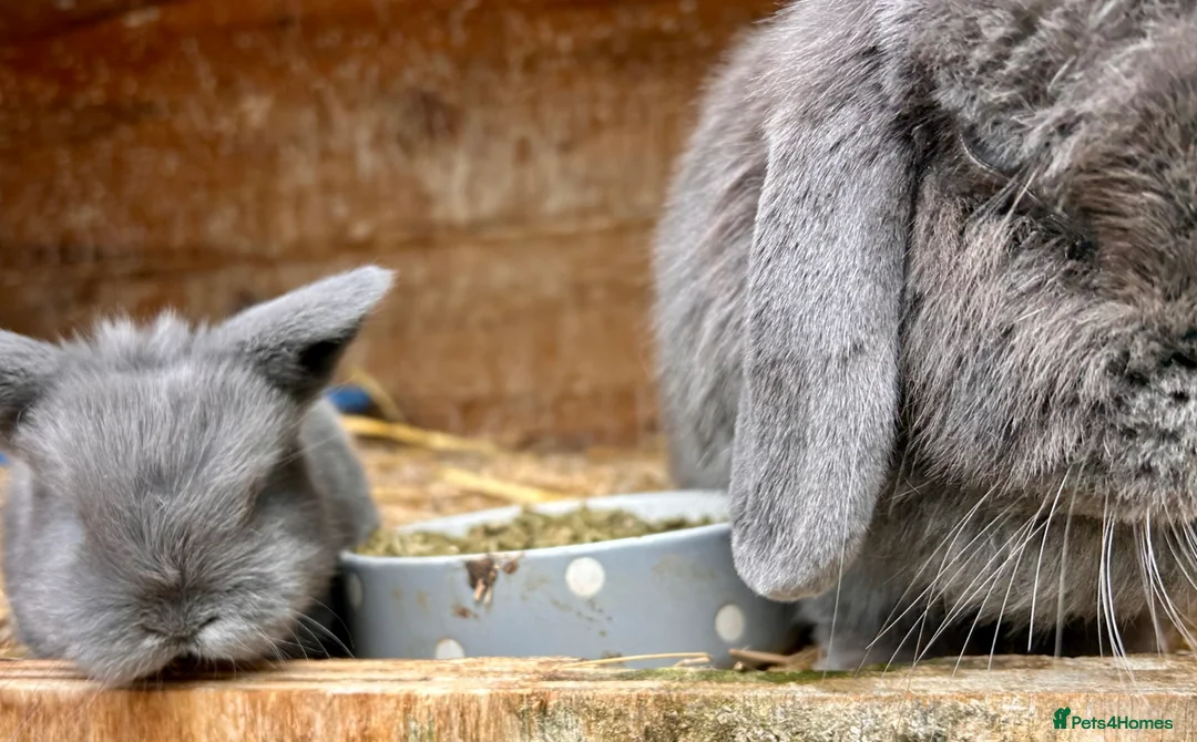 Mini Lop rabbits for sale: Two male mini lops ready in June - Advert 9